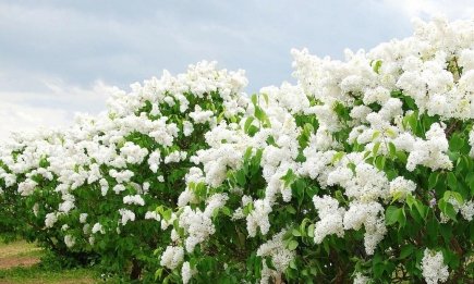 Ради минутного удовольствия вы уничтожите весь куст: почему нельзя ломать сирень
