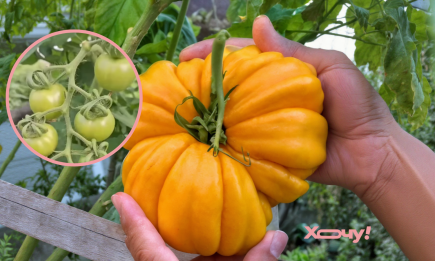секреты огромных и вкусных помидоров Сделайте это с кустами, когда помидоры вырастут до 30 см: плоды будут большими и сочными (ВИДЕО)
